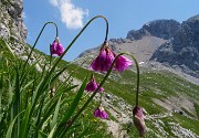 06 Allium insubricum (Aglio d'Insubria) nel Mandrone